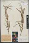 Foto von Salix viminalis L.